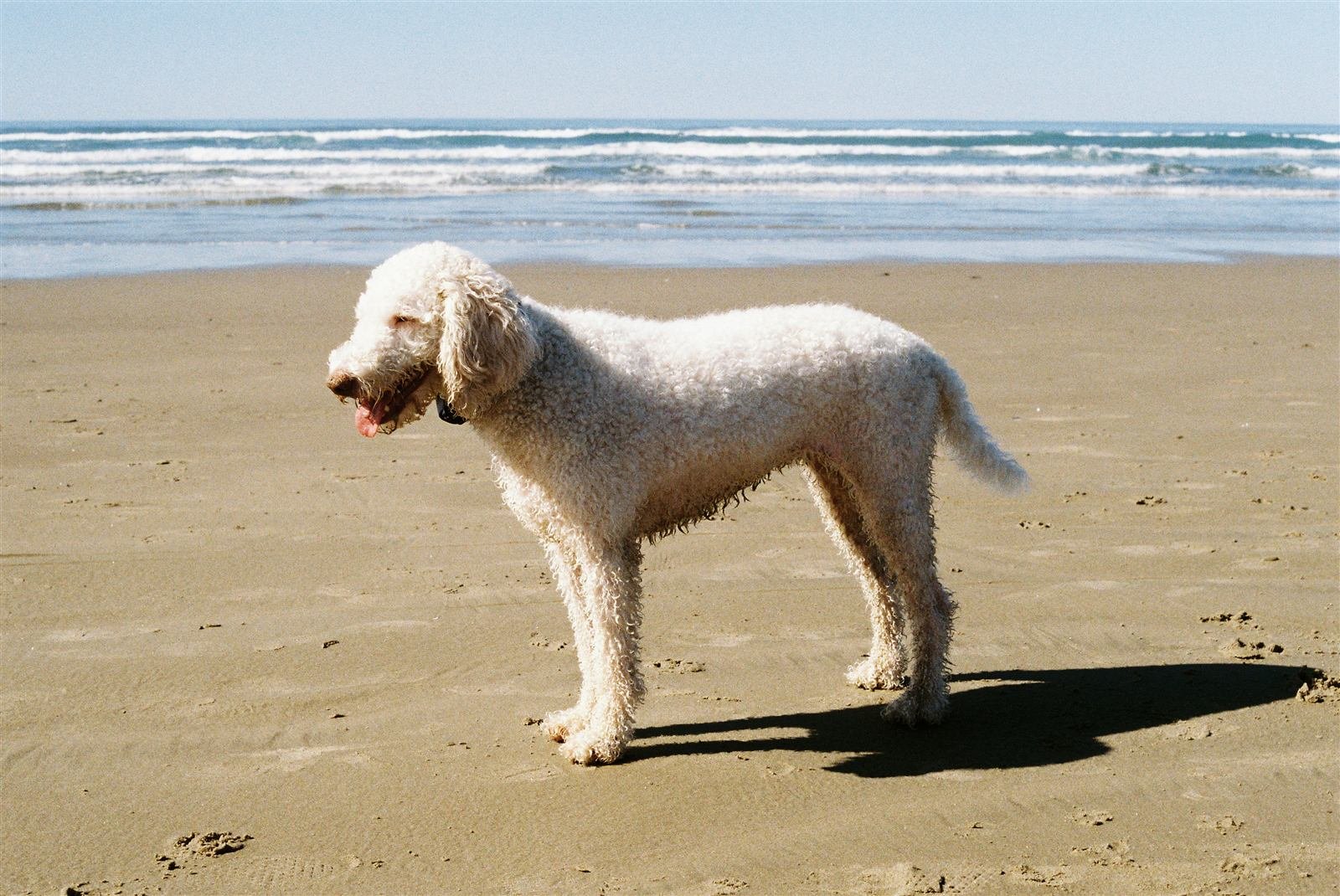 Caniche con abrigo impermeable en un paseo por el parque