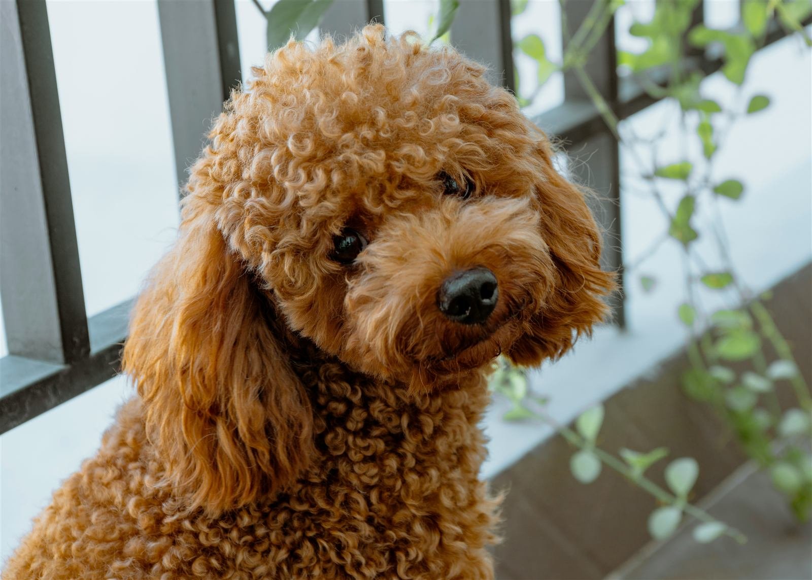 Tijeras de peluquería canina para perfilar el manto de un Caniche